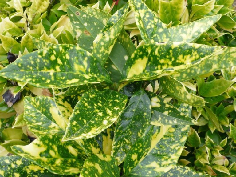 Aucuba japonica ’Crotonifolia’ - Babérsom