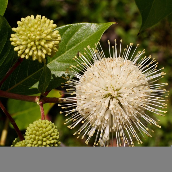 Cephalanthus occidentalis - Gombvirág cserje