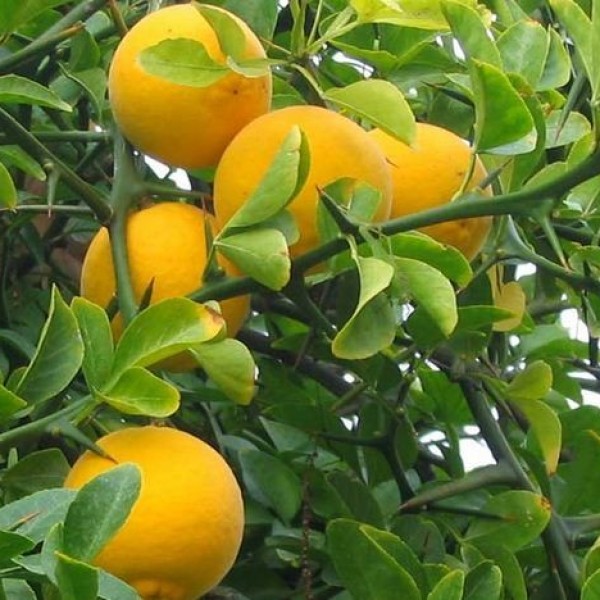 Citrus trifoliata - Vadcitrom