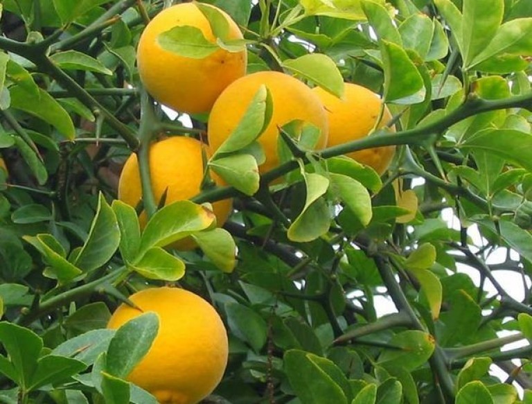 Citrus trifoliata - Vadcitrom