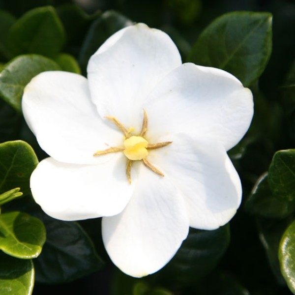 Gardenia jasminioides Kleim’s Hardy - Illatos gardénia