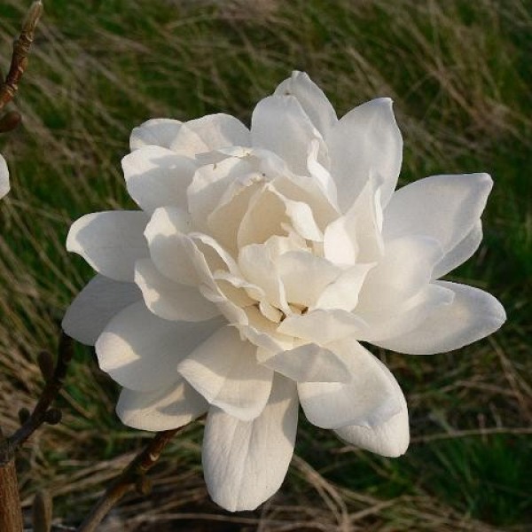Magnolia loebneri Wildcat  Liliomfa oltvány