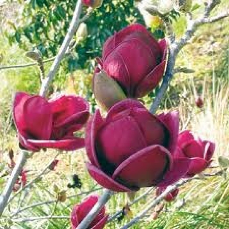 Magnolia Genie - Liliomfa oltvány