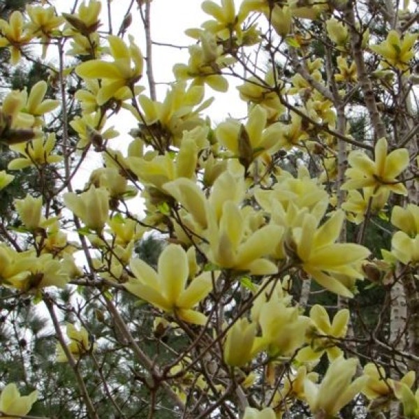 Magnolia Elizabeth  - Liliomfa oltvány