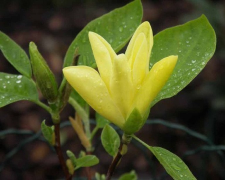 Magnolia Daphne - Liliomfa oltvány