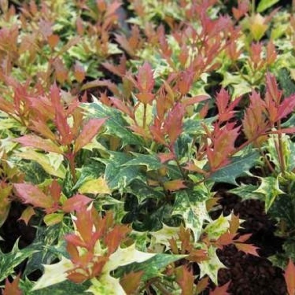 Osmanthus heterophyllus ’Goshiki’ - Tarkalevelű illatvirág