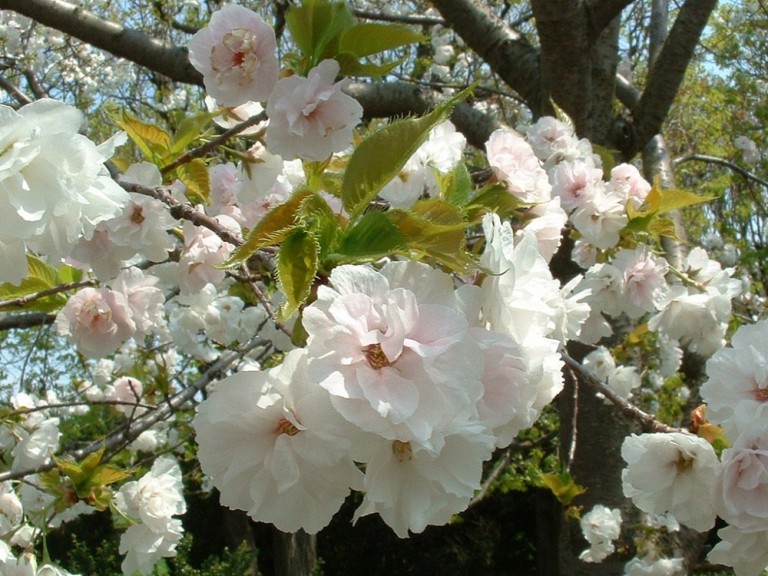 Prunus serrulata Shirotae - Japán díszcseresznye