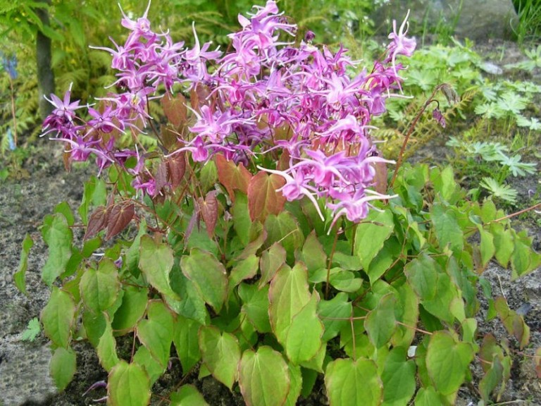 Epimedium grandiflorum Lilafee’ - Nagyvirágú tündérvirág 