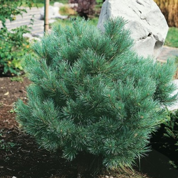 Pinus sylvestris Watereri - Törpe erdei fenyő 