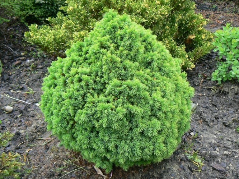 Picea glauca Alberta Globe - Törpe cukorsüvegfenyő 