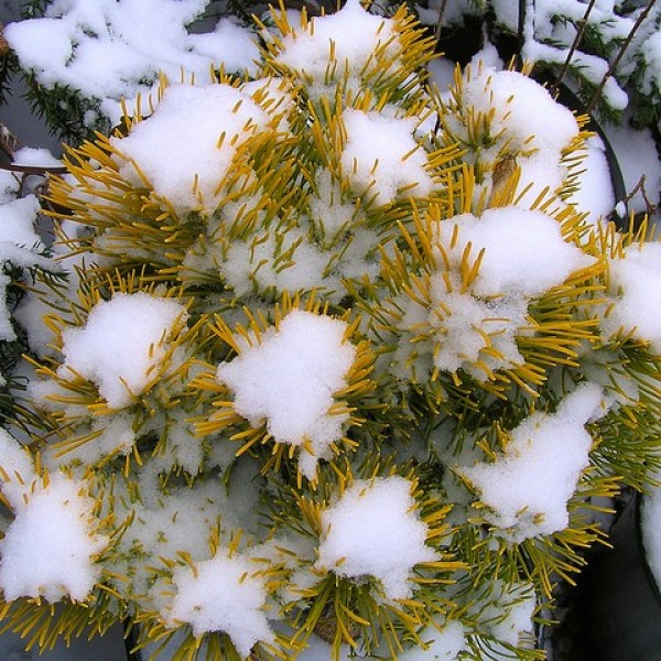 Pinus mugo 'Winter Gold' - Törpefenyő 