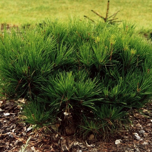 Pinus densiflora Low Glow - Törpe japán erdeifenyő 