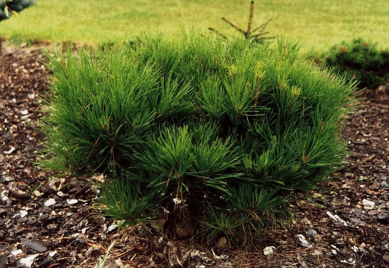 Pinus densiflora Low Glow - Törpe japán erdeifenyő 