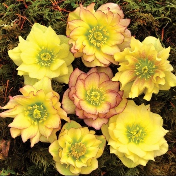 Helleborus 'Golden Lotus'