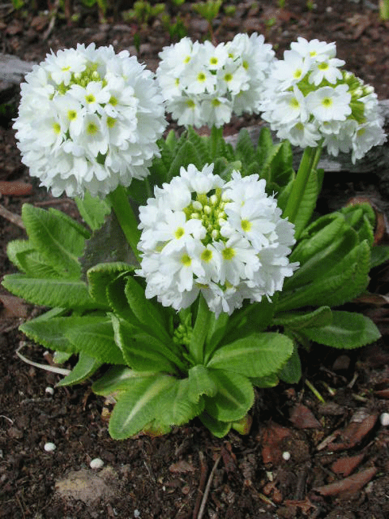 Primula denticulata White – Gömbös kankalin