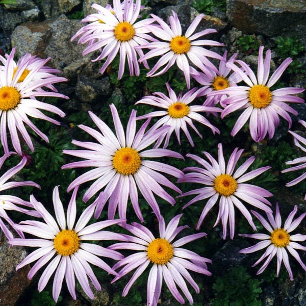 Chrysanthemum weyrichii - Kamcsatkai krizantém