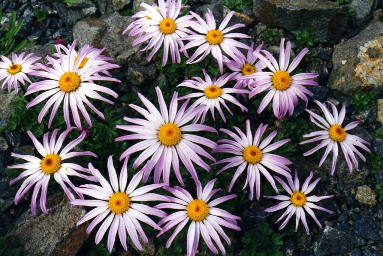 Chrysanthemum weyrichii - Kamcsatkai krizantém