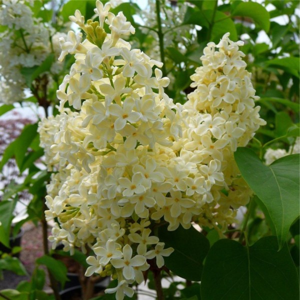 Syringa vulgaris ’Primrose’ - Orgona