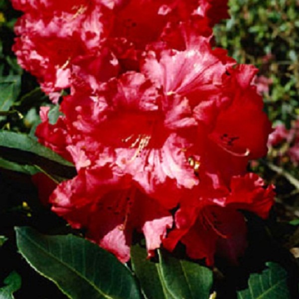 Rhododendron ’Makeeta's Price’ - Örökzöld havasszépe