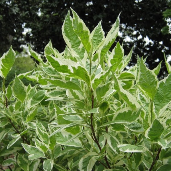 Cornus alba Argenteomarginata - Tarka levelű som 