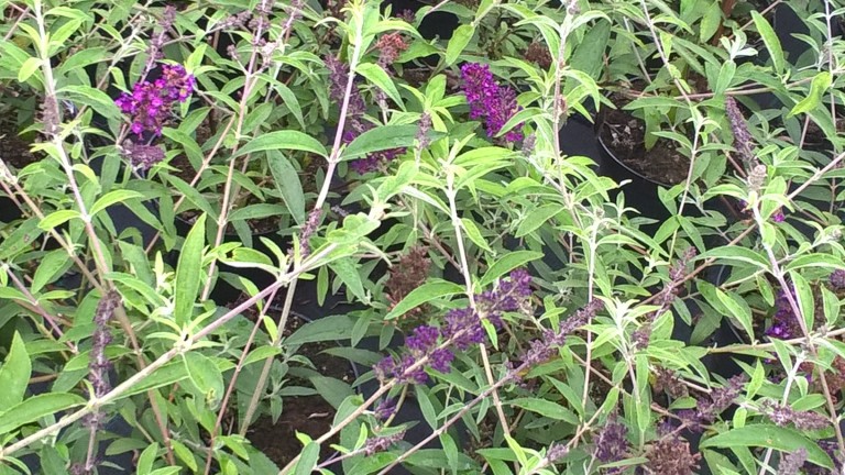 Buddleja davidii Nanho Purple - nyáriorgona