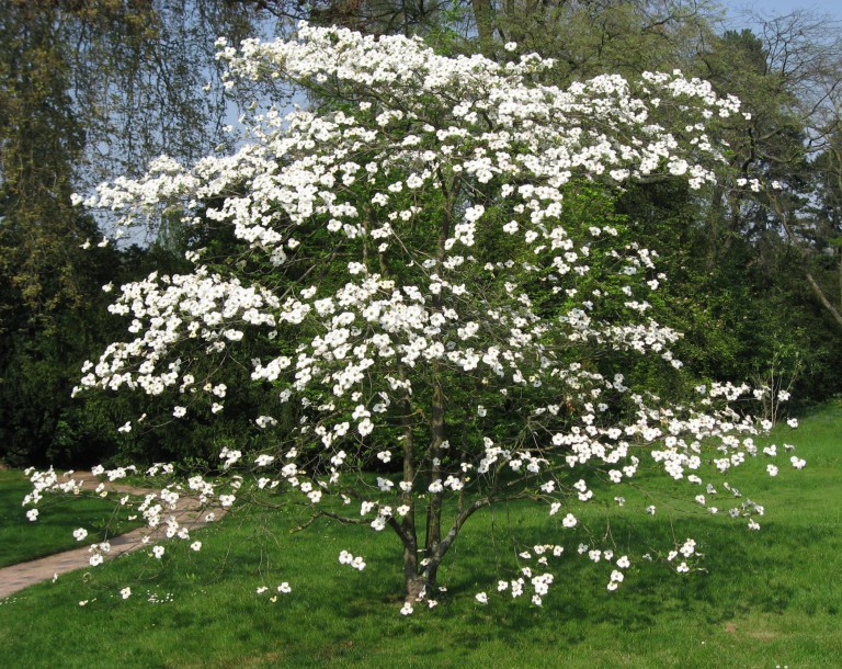 Cornus florida - Virágos som