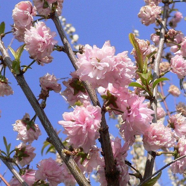 Prunus glandulosa Sinensis Rosea - Japán törpemeggy