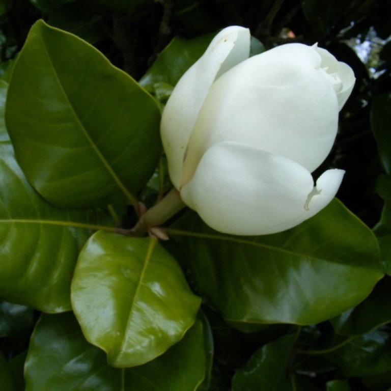 Magnolia grandiflora Little Gem - Örökzöld liliomfa