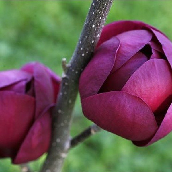 Magnolia Black Tulip - Liliomfa oltvány
