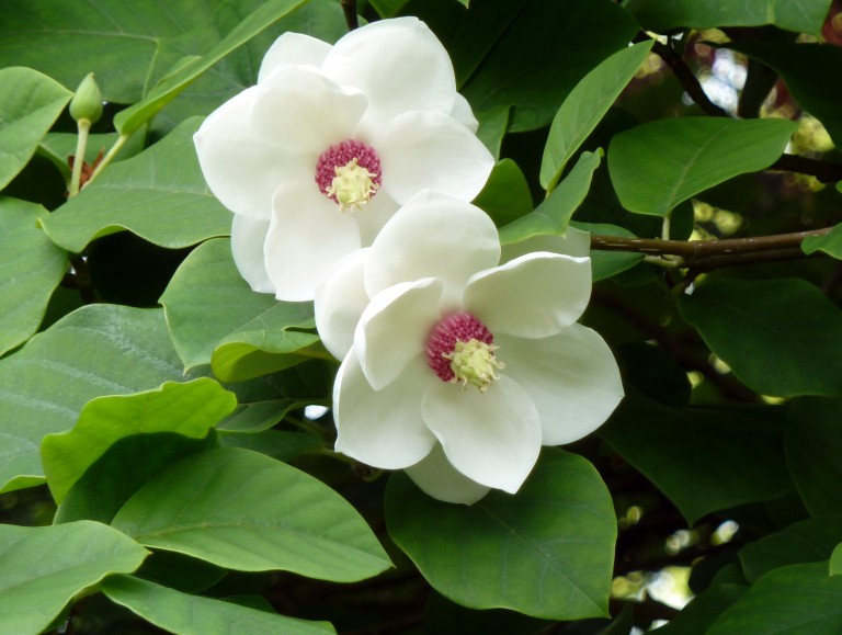 Magnolia sieboldii - Oyama liliomfa