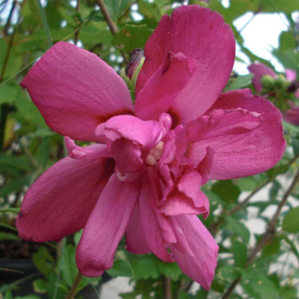 Hibiscus syriacus Waltraud - Mályvacserje