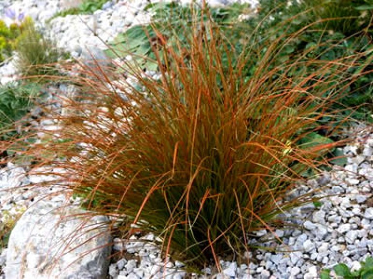 Carex testacea Prairie Fire - Bronzfű
