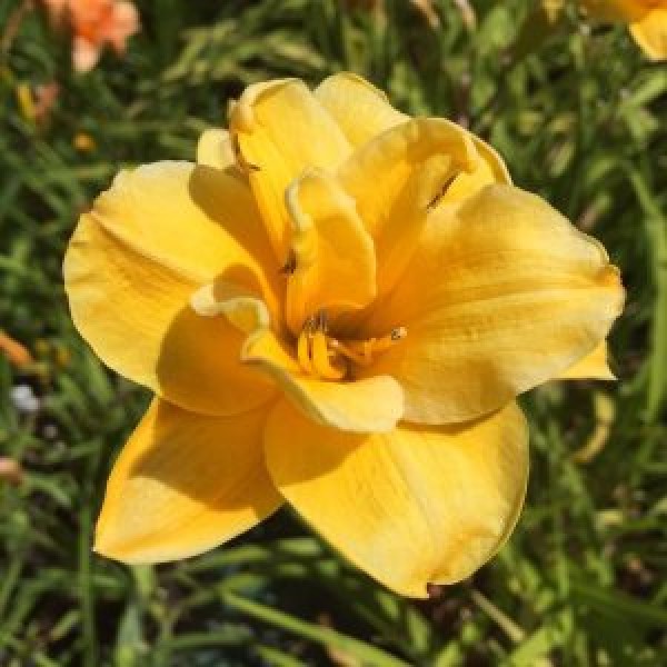 Hemerocallis Little Carnation  -  Sásliliom 