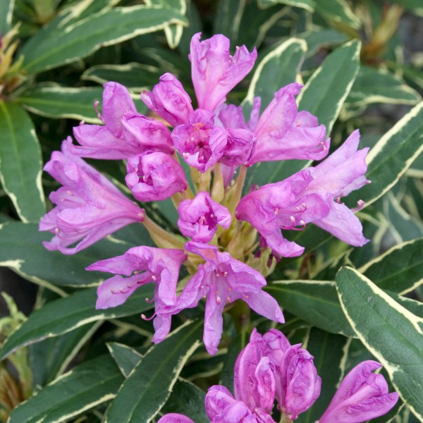 Rhododendron ponticum Variegata - Örökzöld havasszépe
