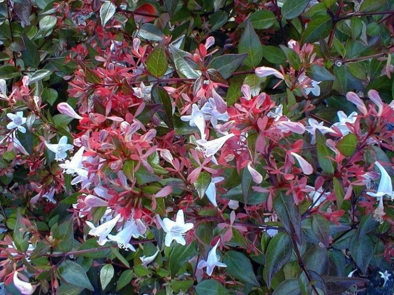 Abelia grandiflora Semperflorens - Tárnicslonc
