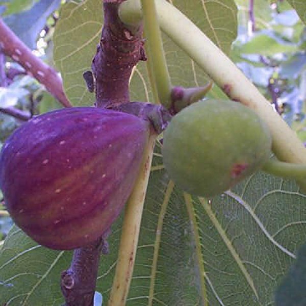 Ficus carica Brogiotto Nero - Lila termésű füge