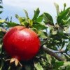 Punica granatum Parfianca - Gyümölcstermő gránátalma