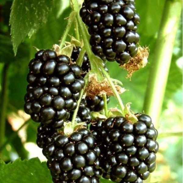 Rubus fruticosus Black Satin - Fekete szeder