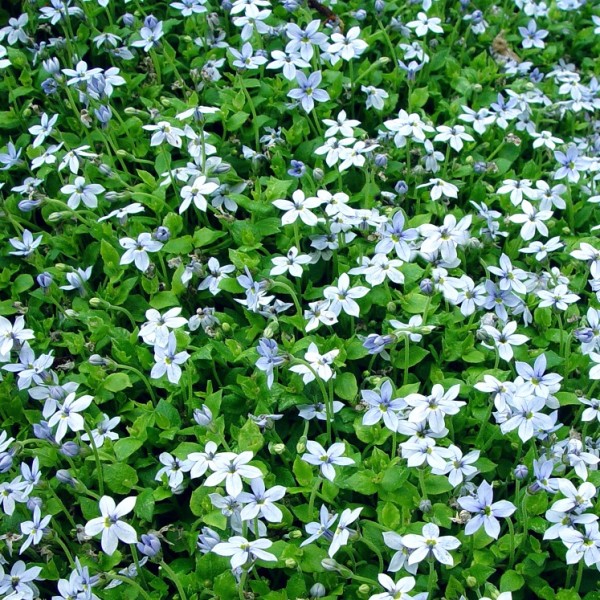Isotoma fluviatilis – Kék csillag