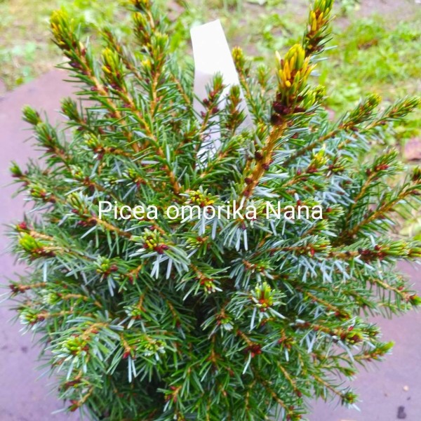 Picea omorika 'Nana' - Törpe szerb lucfenyő