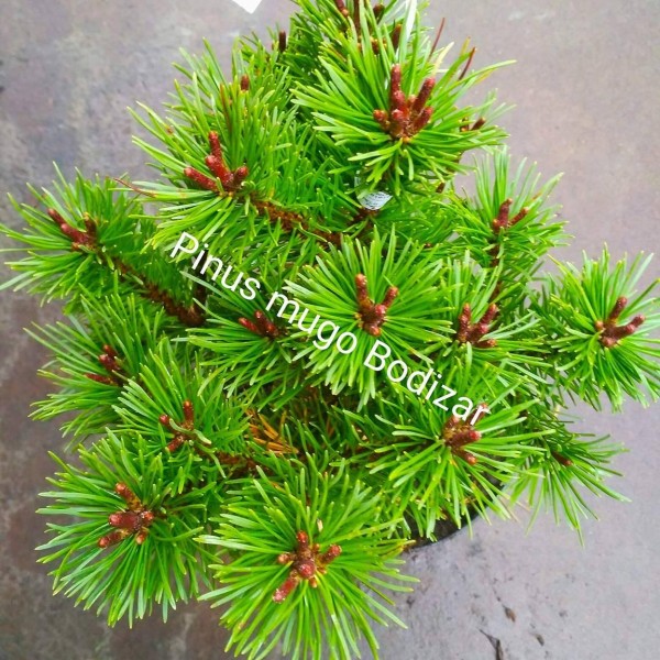 Pinus mugo 'Bozidar' - Havasi törpefenyő