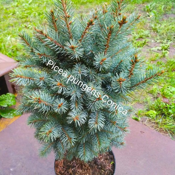 Picea pungens 'Conica' - Törpe ezüstfenyő