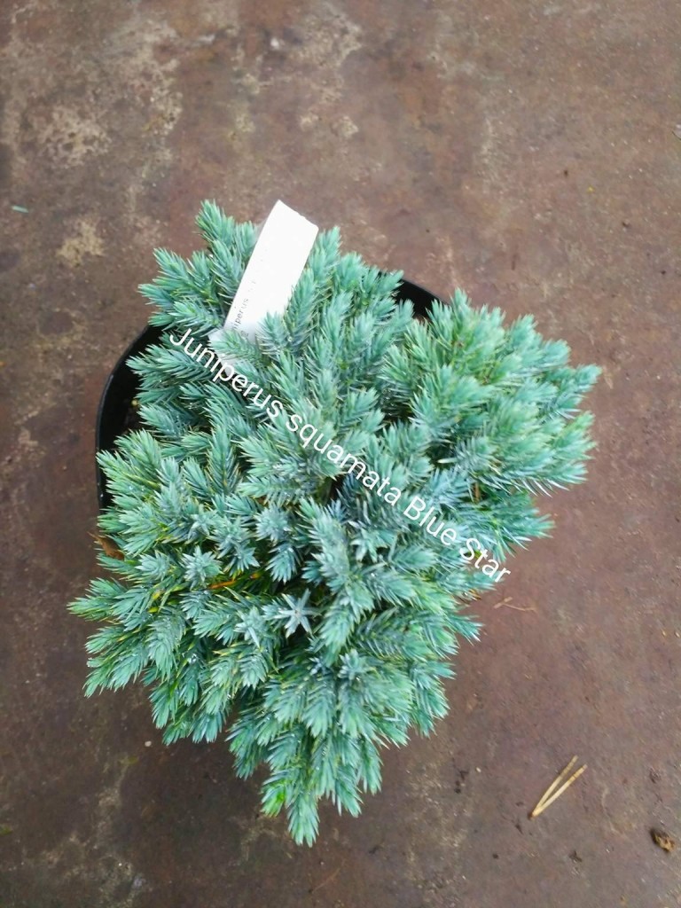 Juniperus squamata 'Blue Star' - Törpe himalájai boróka