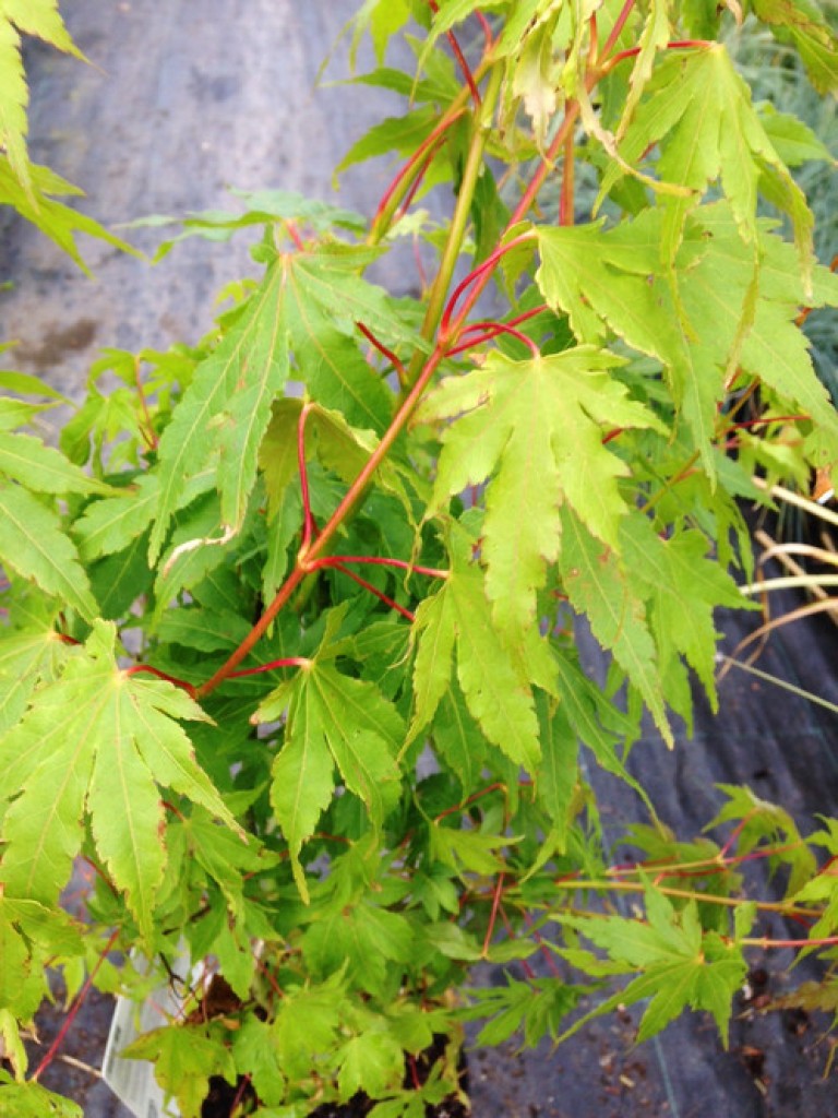 Acer palmatum Going Green - Japán juhar
