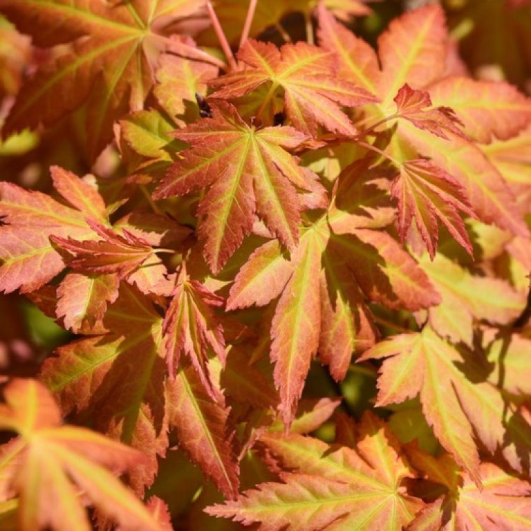 Acer palmatum Orange Dream - Japán juhar