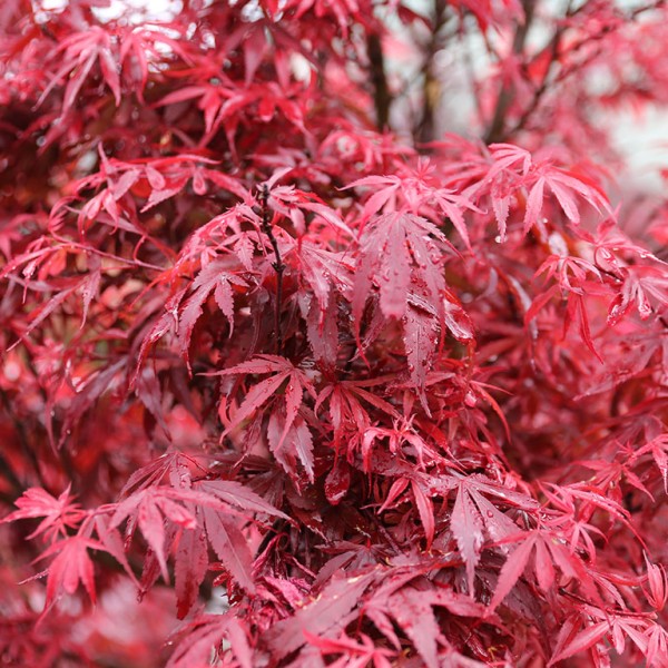Acer palmatum 'Shaina' - Japán Juhar - OLTVÁNY 40 cm törzsön