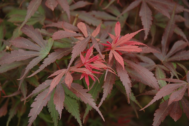 Acer palmatum 'Shaina' - Japán juhar oltvány