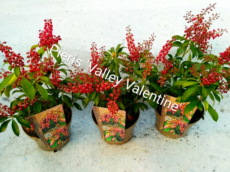 Pieris japonica Valley Valentine  - Babérhanga