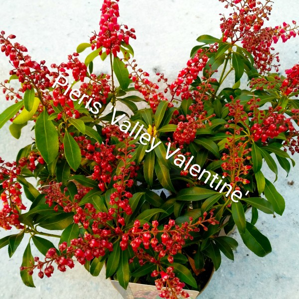 Pieris japonica Valley Valentine  - Babérhanga