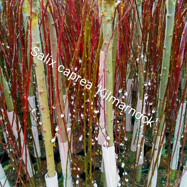 Salix caprea  Kilmarnock- Csüngő barkafa 
